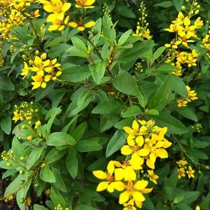 Meet your Posher, Sally